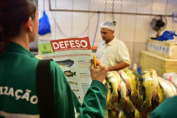 Peixes em defeso não podem ser pescados, vendidos ou comprados no Amazonas.