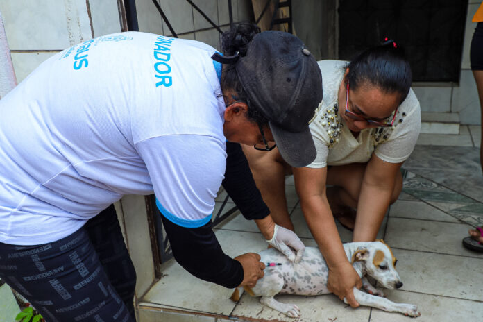 Vacinação contra raiva é obrigatória para animais de estimação em Manaus.