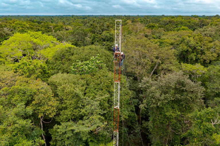 Amazônia Ganha 1ª Torre para Monitorar Gases do Efeito Estufa em Floresta de Várzea