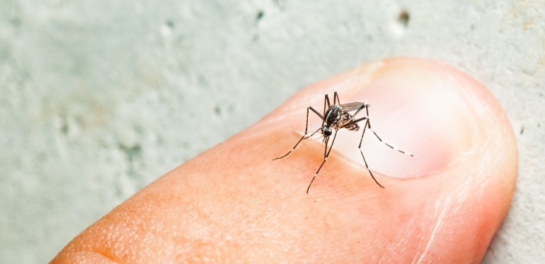 Dengue diminui após intensivas campanhas de combate à doença.