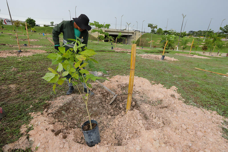 A Prefeitura de Manaus realizou o plantio de 300 novas mudas no complexo viário 28 de março.
