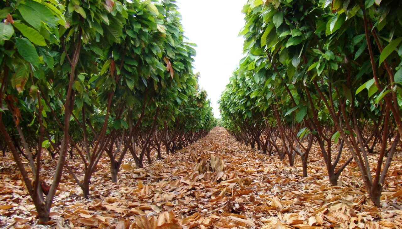 O Idam distribuiu mais de 700 mil sementes de cacau nos últimos dois anos para fomentar a produção no estado.