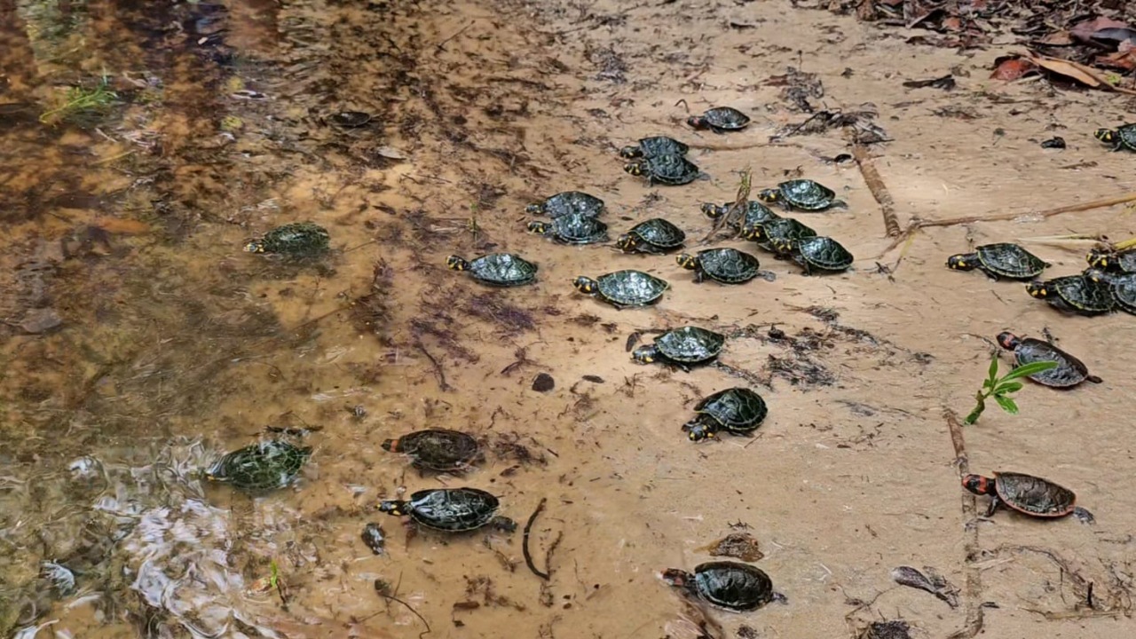 RDS Puranga Conquista devolve 250 quelônios à natureza em Manaus