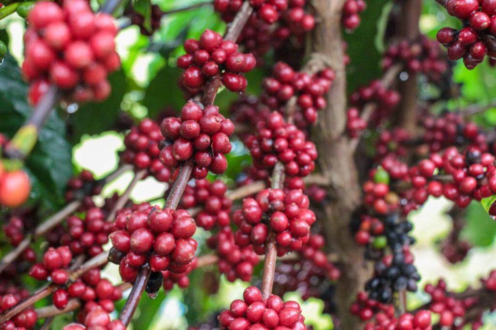 Na contramão da projeção nacional, que prevê queda de 4,4% na produção de café, o Amazonas deve registrar crescimento de 50%.