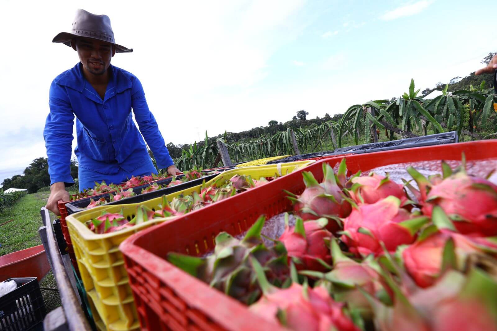 A bioeconomia tem se consolidado como uma alternativa promissora no AM, unindo desenvolvimento econômico, conservação ambiental e inclusão social.