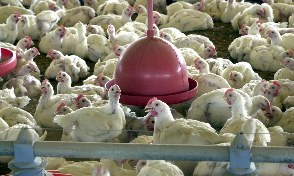 Primeiro caso de gripe aviária em granja comercial brasileira foi identificado no Rio Grande do Sul.