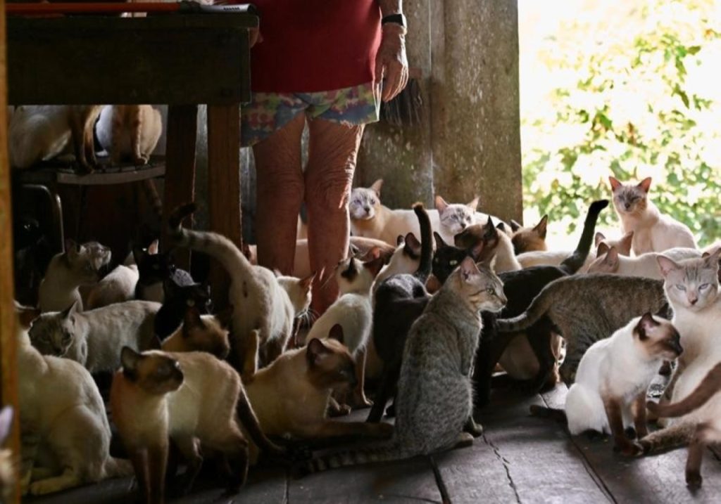 Gatos e outros animais correm risco devido ao avanço da cheia em Careiro da Várzea.