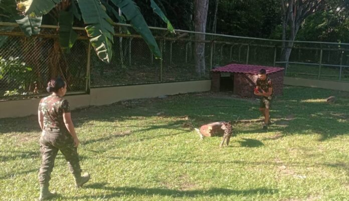 O Ipaam resgatou um filhote de anta (Tapirus terrestris) no município de Careiro Castanho, distante 88 quilômetros de Manaus.