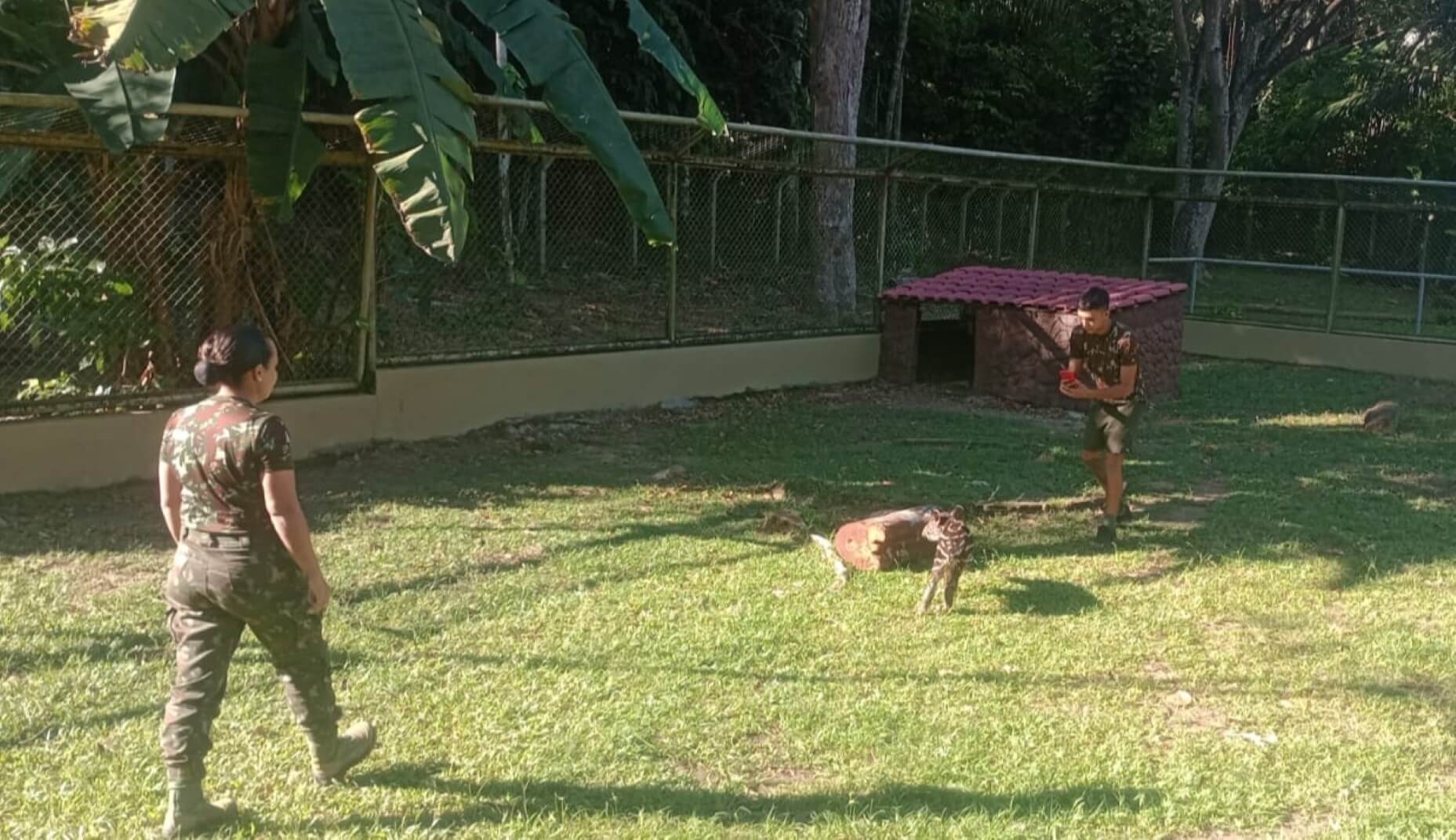 O Ipaam resgatou um filhote de anta (Tapirus terrestris) no município de Careiro Castanho, distante 88 quilômetros de Manaus.