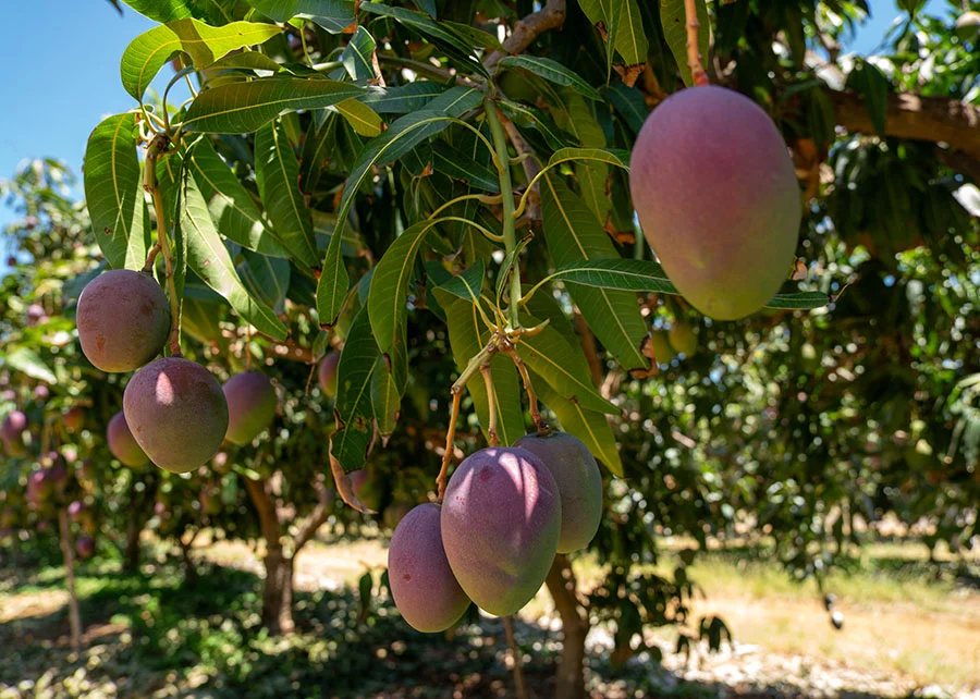 Destino de frutas que seriam exportadas para os Estados Unidos ainda é incerto.