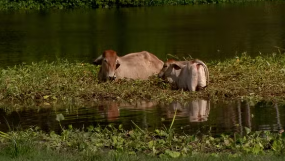 A cheia do rio Solimões tem provocado prejuízos severos a produtores rurais no Amazonas, especialmente no município de Iranduba.