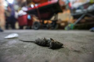 Prefeitura notifica comércio ilegal e apreende produtos irregulares, em reordenamento do centro histórico