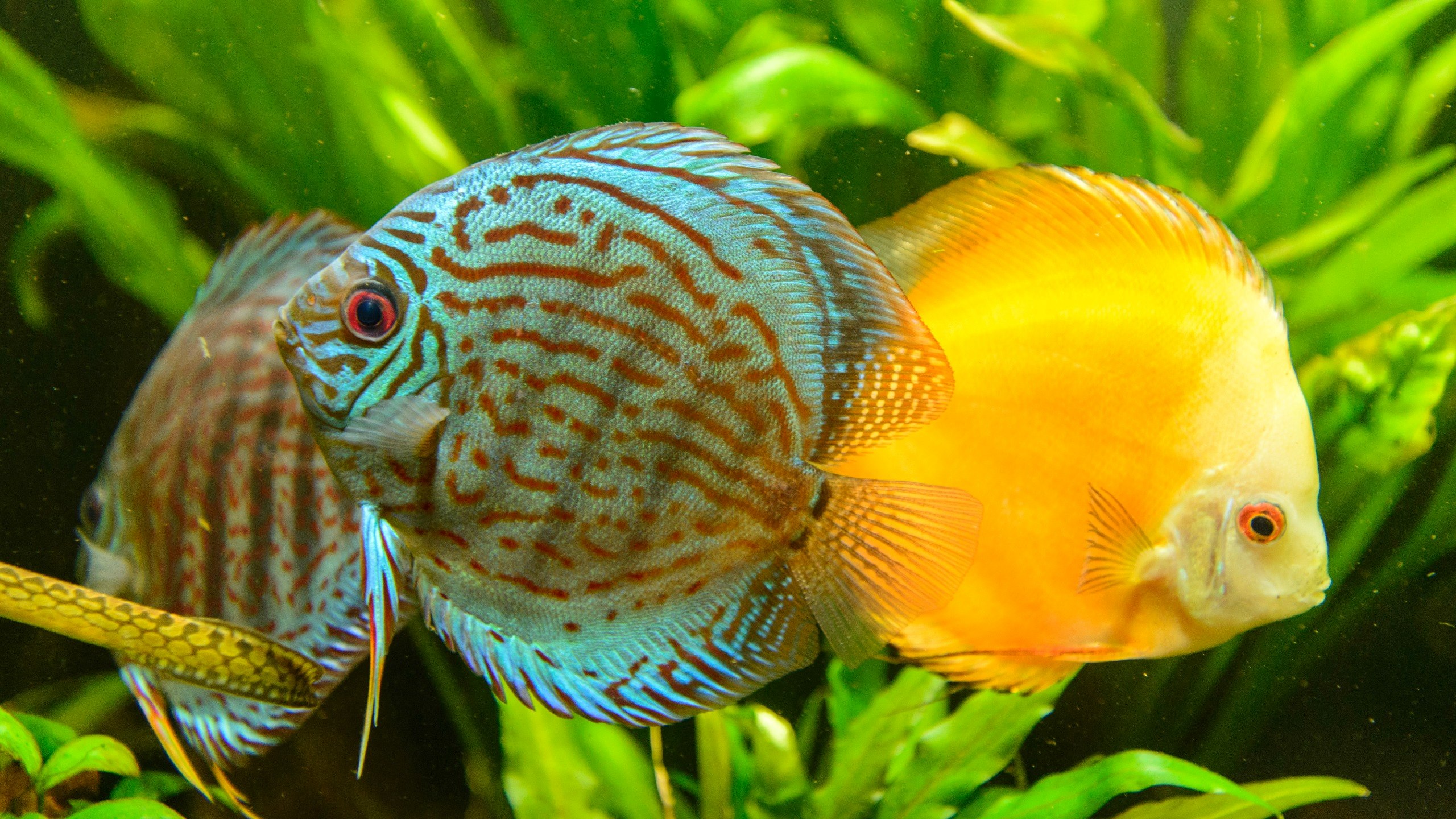 Exportação de peixes ornamentais depende de licenciamento ambiental, alerta Ipaam
