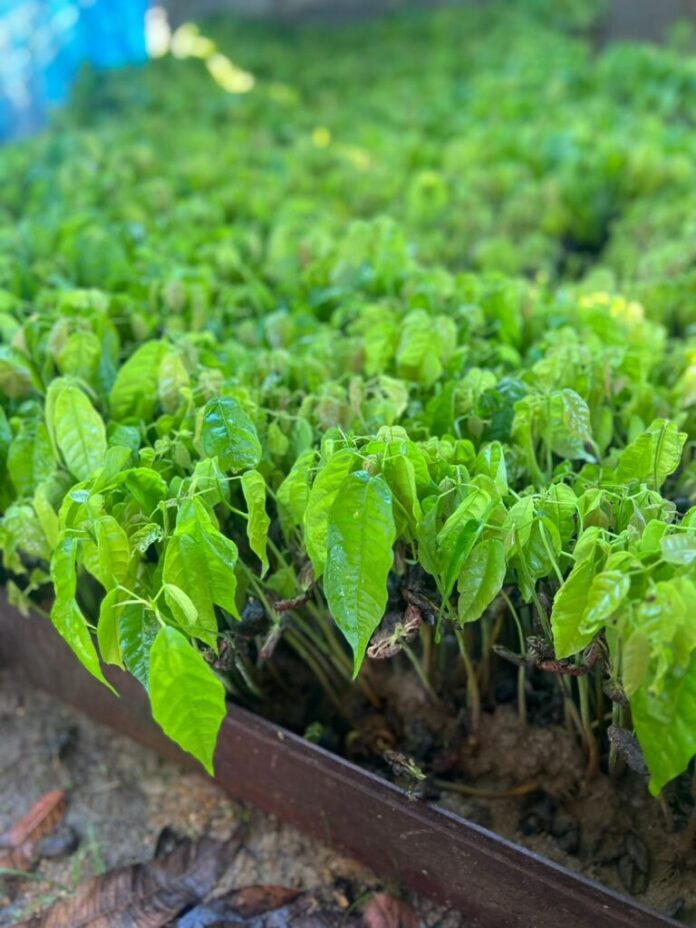 Governo do Amazonas inicia entrega de 250 mil sementes de cacau a agricultores familiares do estado