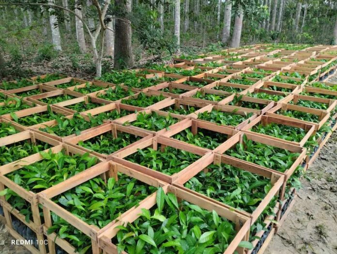 As 75 Unloc e Postos Avançados do Idam estão com cadastramento aberto para interessados em receber mudas de castanha-da-Amazônia.