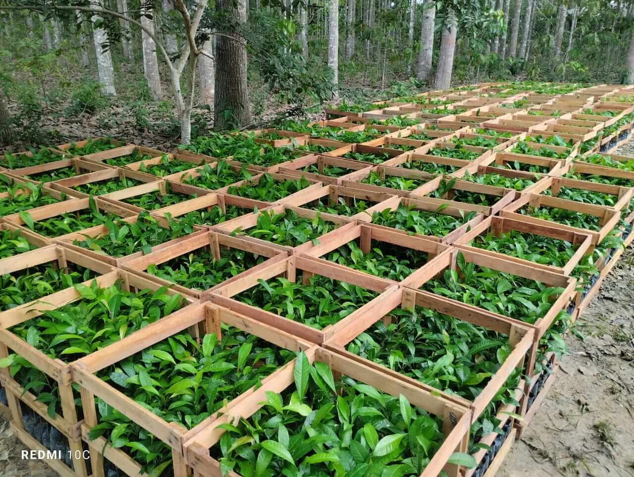 As 75 Unloc e Postos Avançados do Idam estão com cadastramento aberto para interessados em receber mudas de castanha-da-Amazônia.