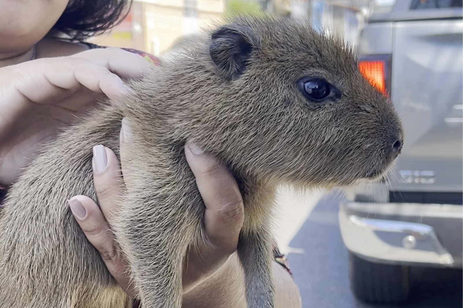 Ipaam realiza resgate de dois pariris e de filhote de capivara em Manaus