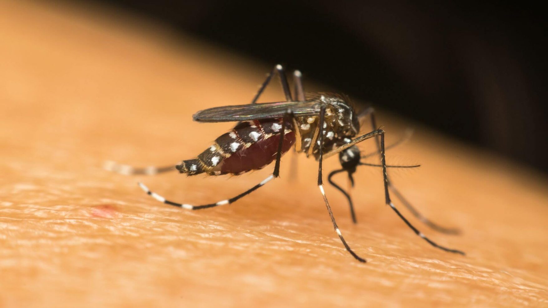 Chikungunya e o vírus do Nilo Ocidental passam a ser registradas na Europa, um continente onde essas doenças não existiam.