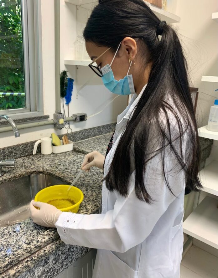 Pesquisa do Inpa investiga a possibilidade de utilizar óleos essenciais extraídos de plantas amazônicas como inseticida.