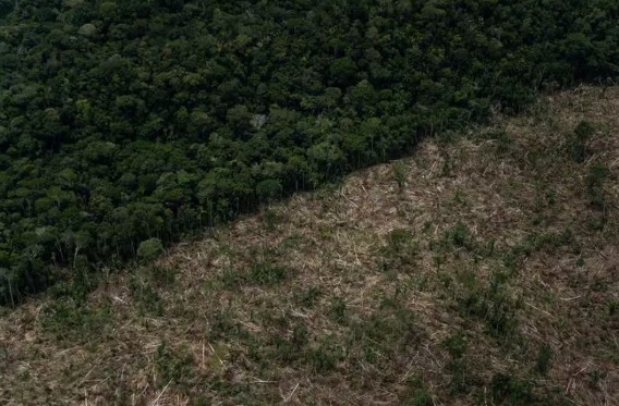 O Amazonas foi o estado que mais desmatou a Amazônia em junho deste ano, segundo levantamento do Imazon.