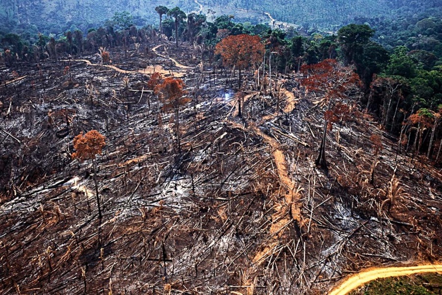 Área desmatada na Amazônia é usada principalmente para cultivo de soja, que é usada para alimentar gado.