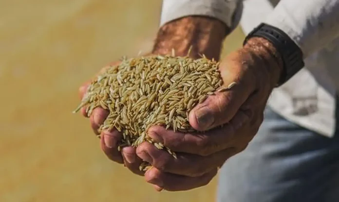 Aumento da produção agrícula tende a baixar preços do arroz e de outros legumes e verduras.