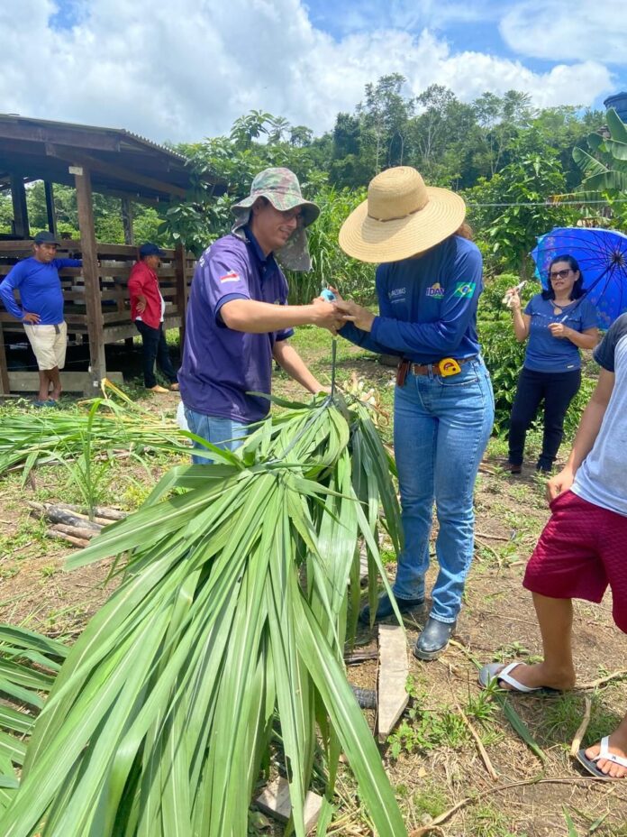 Amazonas avança na pecuária sustentável com implantação de Unidades Demonstrativas de Pastejo Rotacionado