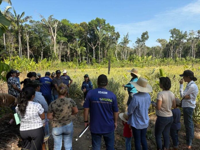 Idam promoveu o curso “Boas Práticas da Cultura do Abacaxi” na comunidade Cristolândia, em Humaitá.
