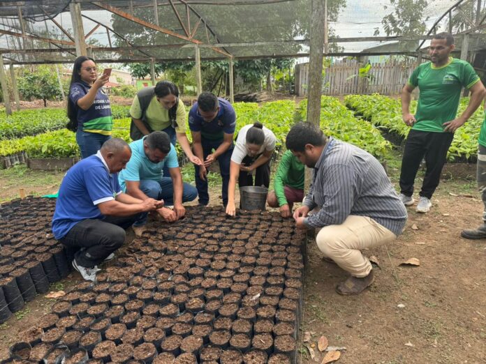 O Idam iniciou, nesta quarta-feira (03/09), em Lábrea (a 702 quilômetros de Manaus), o preparo de 9,6 mil mudas de cacau.