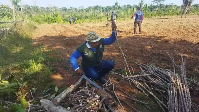 O Idam iniciou a implantação de uma Unidade Demonstrativa de mandioca no Projeto de Assentamento (PA).