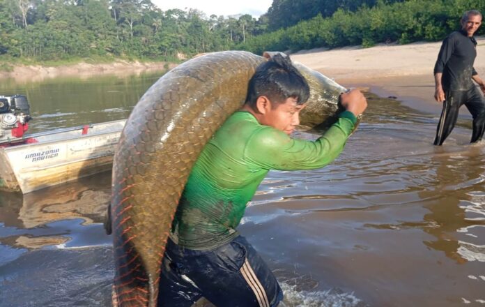 Atalaia do Norte, no Alto Solimões, será palco do 3º Festival Cultural da Pesca Manejada (Fescpeman), que acontece de 2 a 6 de setembro.