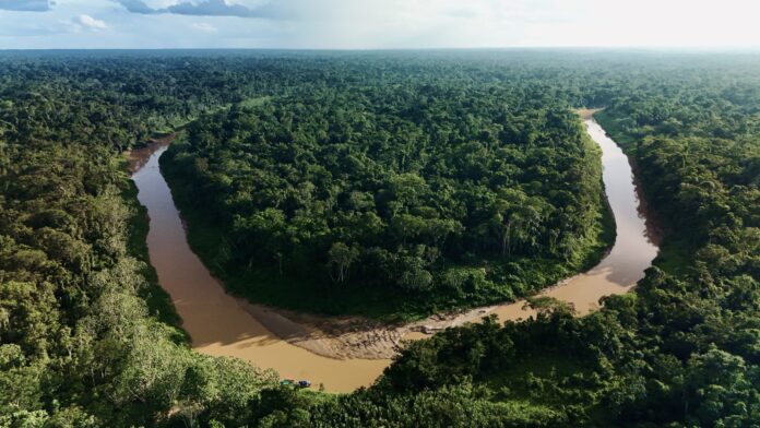 Mercado de carbono recompensa estados amazônicos por preservar a floresta.