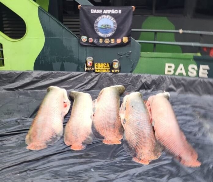 A Polícia Militar do Amazonas apreendeu 240 quilos de pirarucu durante operação na Base Arpão 2, em Coari.