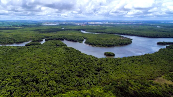 BNDES Florestas já destinou R$ 3,4 bi à bioeconomia desde retorno do Fundo Amazônia