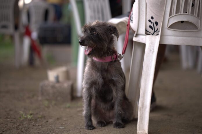 A Sepet-AM abriu o agendamento para castrações gratuitas de cães e gatos na zona leste de Manaus.