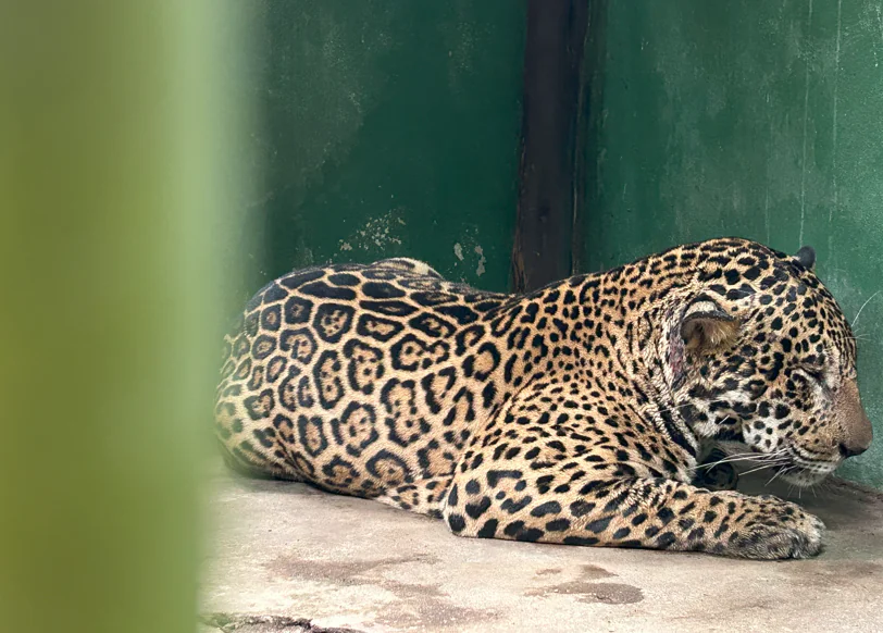 Onça resgatada se recupera bem de ferimentos.