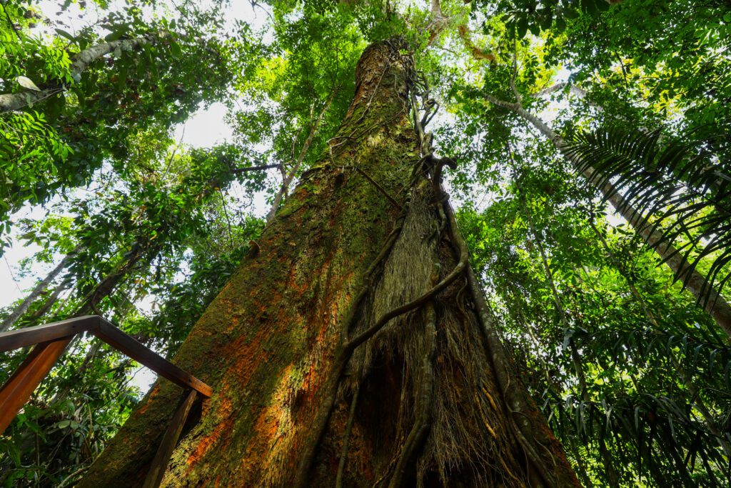 Programa Floresta em Pé mobiliza R$ 71,5 mi no Amazonas para frear desmatamento, estimular bioeconomia e fortalecer governança ambiental.