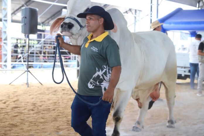 O 1º Leilão Agropecuário da Expoagro 2025 arrecadou R$ 337,9 mil e destinou parte do valor ao Hospital de Amor.