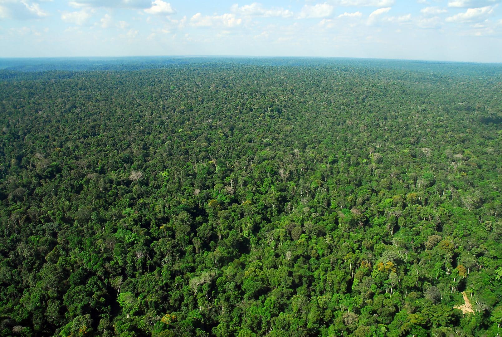 captura de carbono na Amazônia
