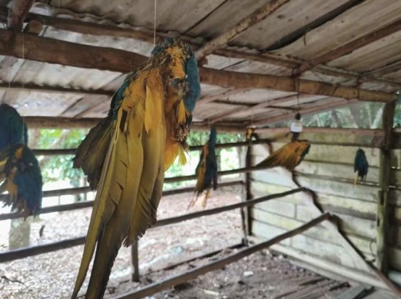 Homem é preso na BR-174, no Amazonas, com 13 araras mortas e uma arma irregular. A PF apura origem das aves.