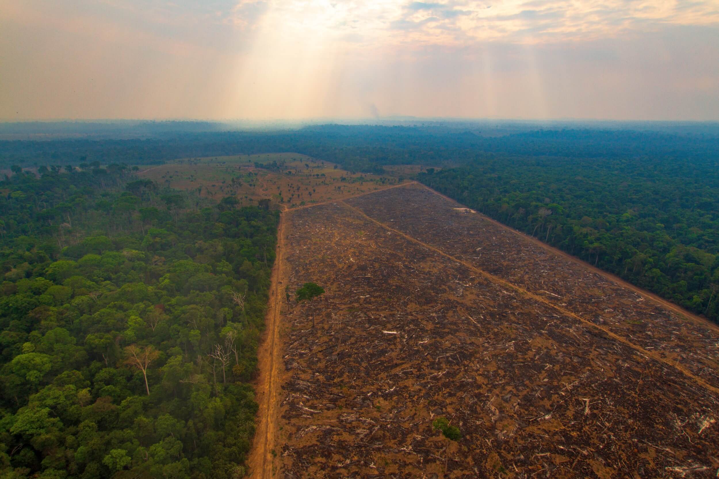 Desmatamento na Amazônia acumula redução de 50% em três anos e atinge nível histórico