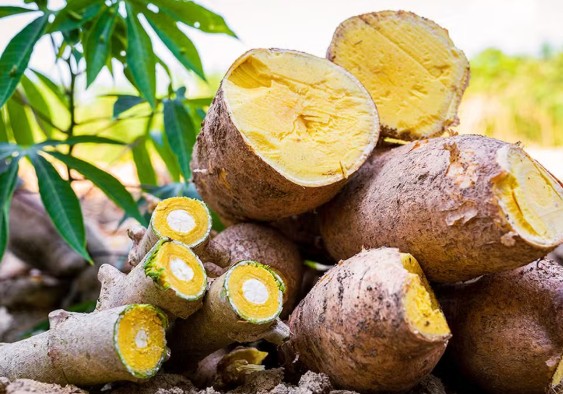 A Embrapa lançou a mandioca BRS Jacundá, capaz de triplicar a produção no Amazonas. A nova variedade é resistente a pragas.