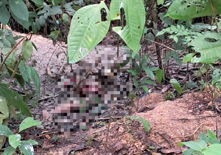 Uma ossada humana foi encontrada nesta quarta-feira (15) em ramais da BR-174, em Manaus.