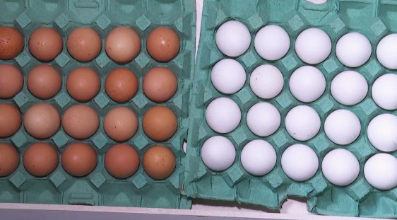 Produção de ovos no Amazonas bate recorde em 2025. Setor cresce, consumo aumenta no Brasil e destaca força do agronegócio regional.