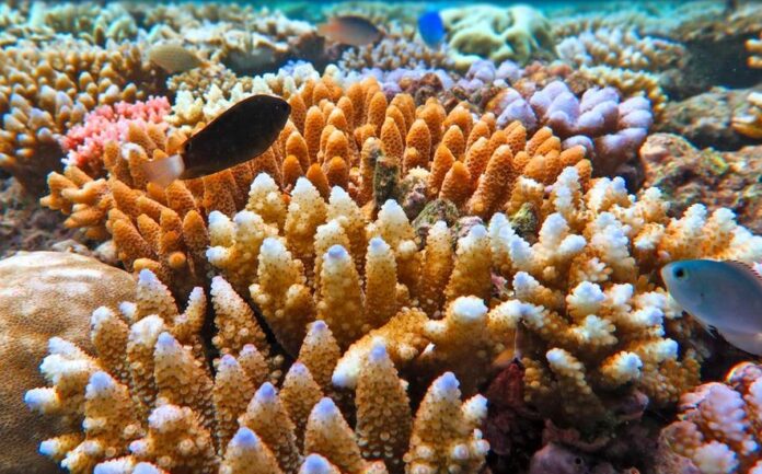 Cientistas alertam que os recifes de corais podem ter ultrapassado o ponto de não retorno e Amazônica pode ser a próxima.