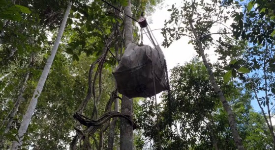 Embrapa desenvolve sistema de cabos aéreos que reduz em até 80% o esforço físico no transporte de produtos extrativistas na Amazônia.