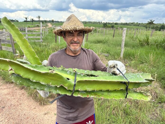 Prefeitura de Manaus distribui 5 mil mudas de pitaya e fortalece agricultura familiar com incentivo à produção sustentável na zona rural.
