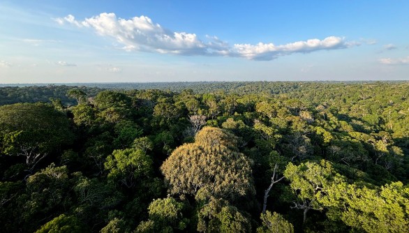 COP30 em Belém: saiba o que é a Conferência do Clima da ONU, quando acontece e quais serão os principais temas debatidos.