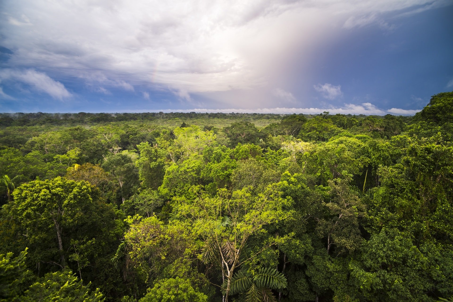 O novo Fundo Florestas Tropicais (TFFF) é lançado em Belém com US$ 5,5 bilhões da Noruega, França e Indonésia.