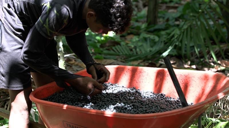 Banco do Brasil investe R$ 2 bi na sociobioeconomia